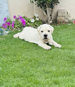 CANE CORSO (WHITE)