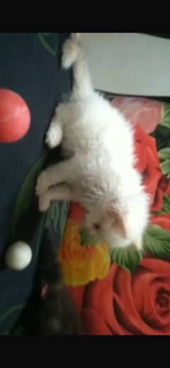 Persian Cat Kitten