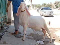 4dant larkhana gulabi dumba