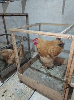 Golden puff for sale