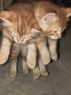 animale cats