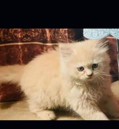 cute perisan cat for sale