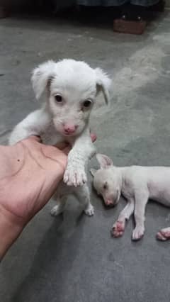Russian dog puppies of age 1 month for sale