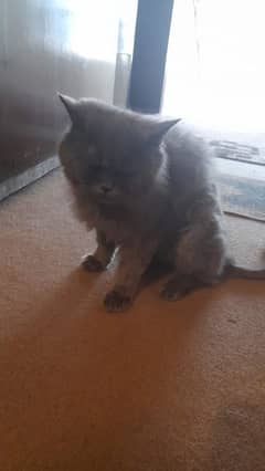 Persian Male Cat