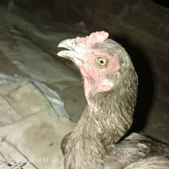 Aseel breed