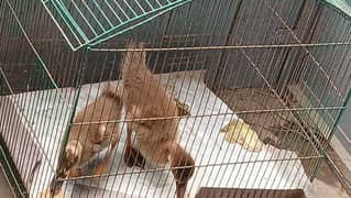 ducks ka pair urgent sale