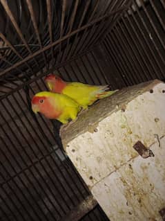 red eye Latino pair 4500