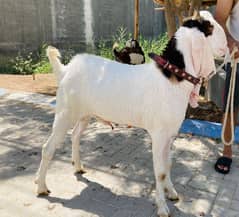 QURBANI