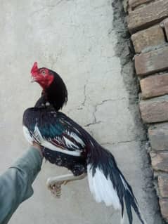 Malik
