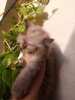 RAGDOLL FEMALE KITTEN
