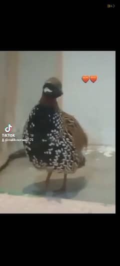 Exchange be oo sakta ha. . .