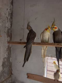 Cockatiels Parrots adult pathy/pairs