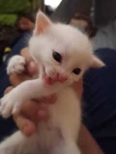 Persian double coat kitten