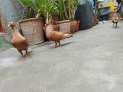 Peigions