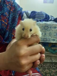 hamsters for sale