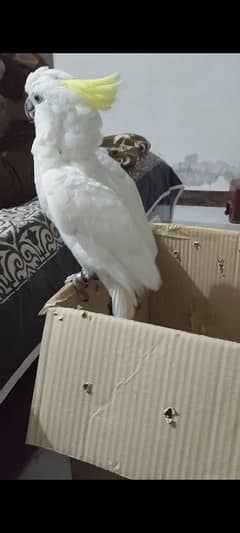 Sulfer Cockatoo