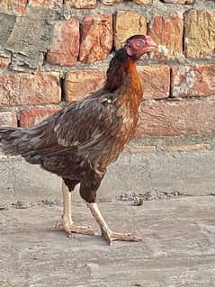 2 pure aseel hens available for sale