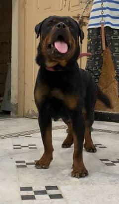 Rottweiler female
