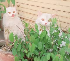 Persian male and female