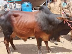 cow for sale