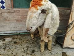 qurbani k Liye  active and healthy