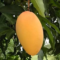 Fresh Mangos All waraity available