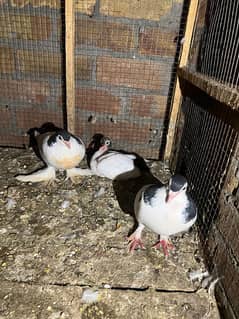 Fancy shirazi pigeon