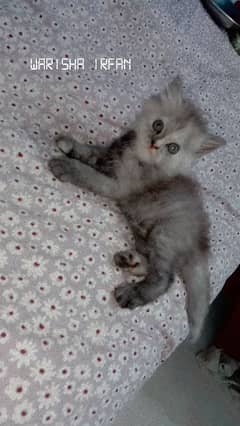 Himalayan