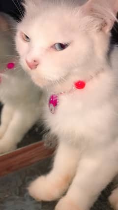 cat for sale