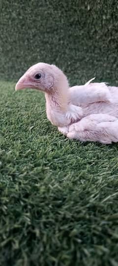 shamo | white shamo | long tail colourd parrot beak aseel chicks