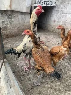 burmi aseel hens