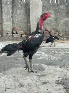 Pure thai chick old blood line