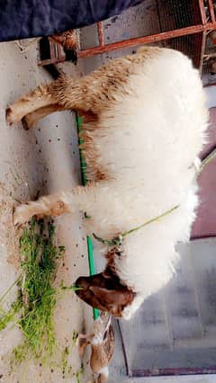 Desi Mundra Chattraa Bacha Palla Howa Hai 03211425487