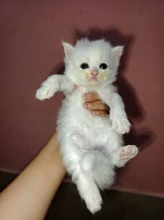 kittens for sell