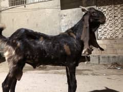 Bakra for sale