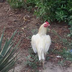 Aseel White Heera