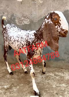 khassi