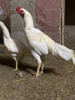 ASEEL HEERA HIGH QUALITY PAIR FOR SALE. PAPER WHITE MURGHI
