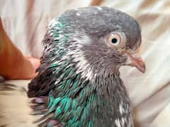 pigeon
