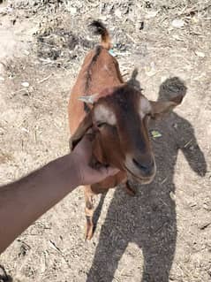 Dunda Bakra ,, age 16 month ,, weight 28kg
