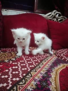 Persian