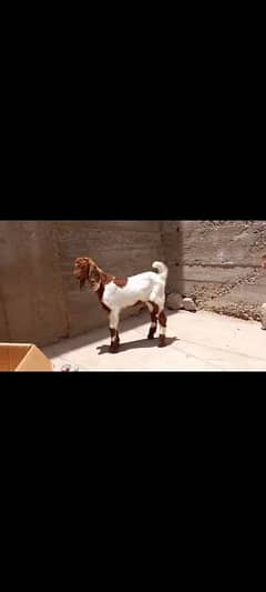 bakra 3 month