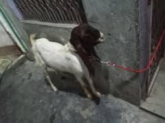 normal bachat qurbani confirm donda bakra