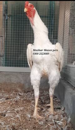 king shamo young phattay available