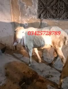 Pure White Chatra 2 Daant qurbani 2025