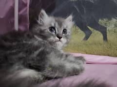 1 male and 2 female kittens are for sale each kitten 22k