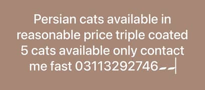 Persian. Cats