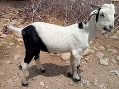 bakra