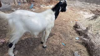 pakra