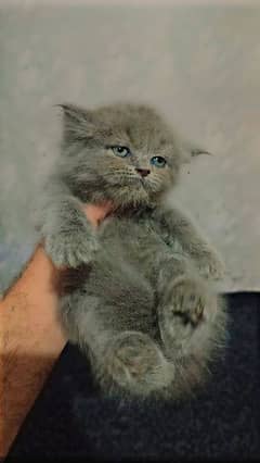 Persian Kittens Available for sale